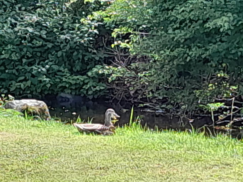 St Mullins Natural Camping Campground/ 
RV Resort in County Kilkenny