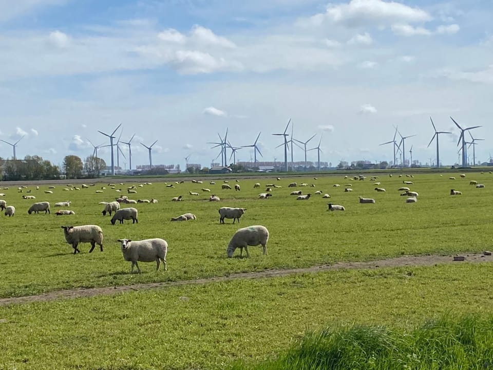 Animals