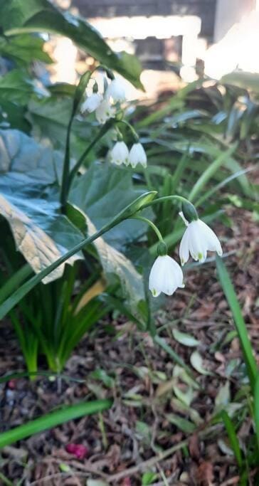 Spring, Garden, Garden view