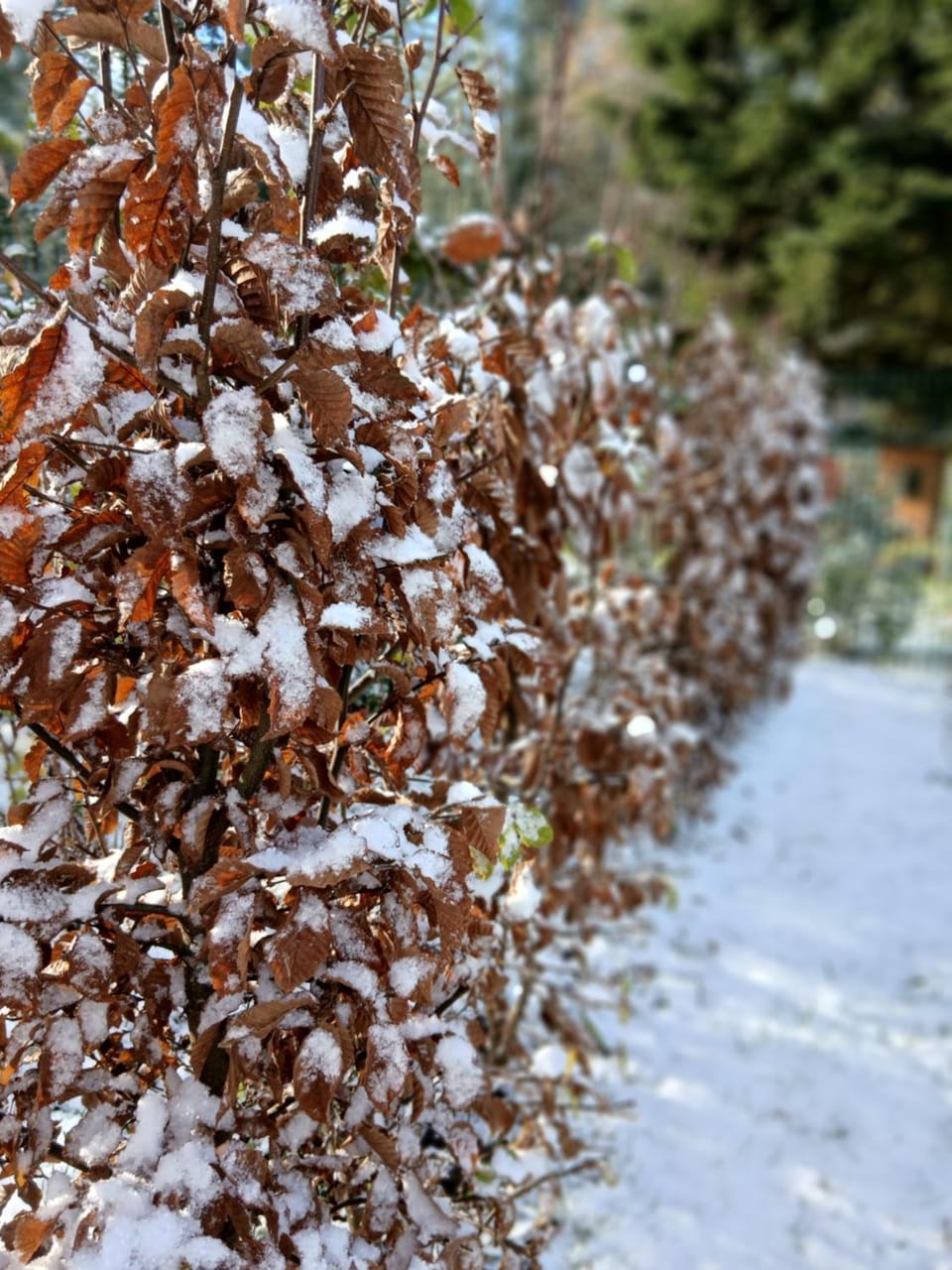 Winter