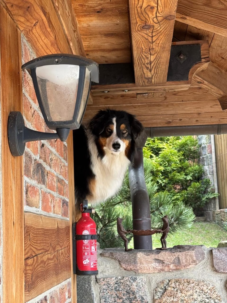 pet friendly