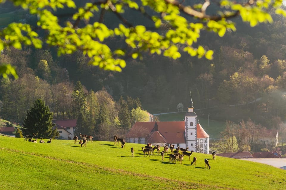 Animals, Landmark view