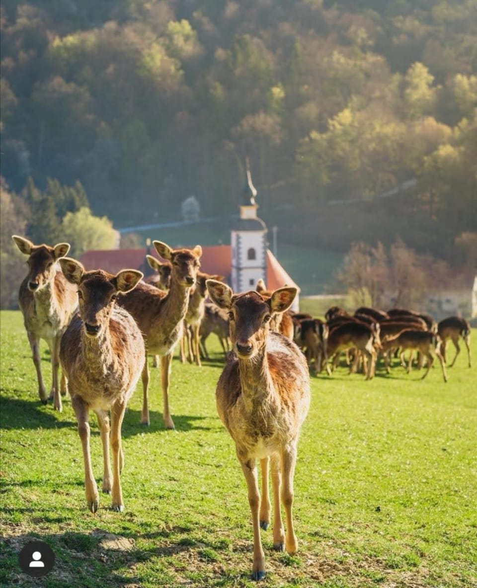 Animals