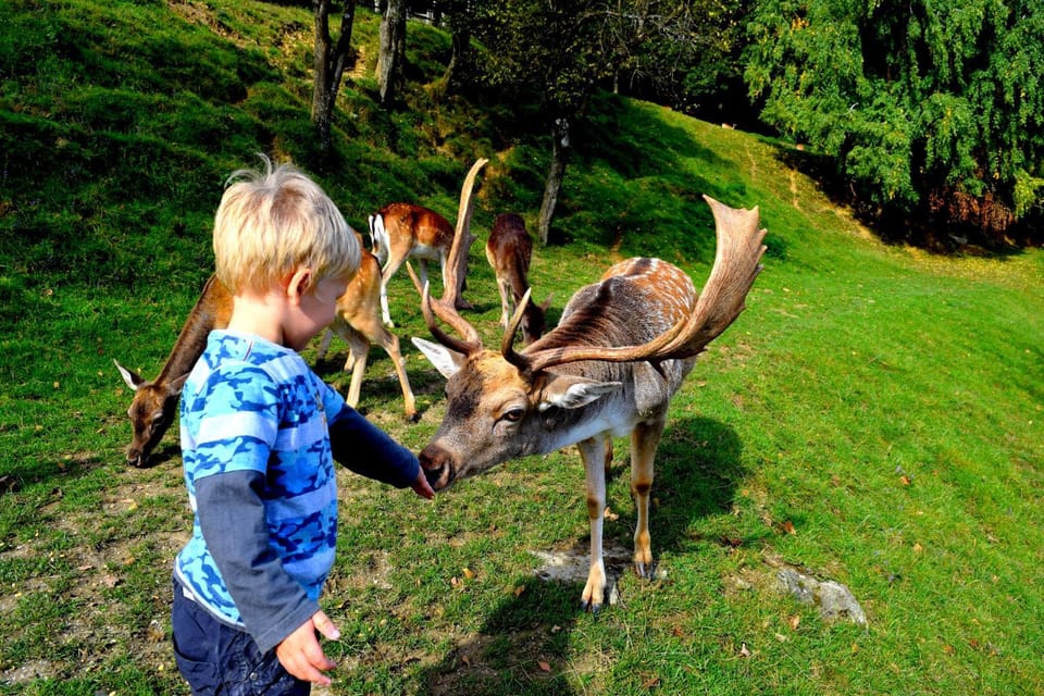 Animals, Animals