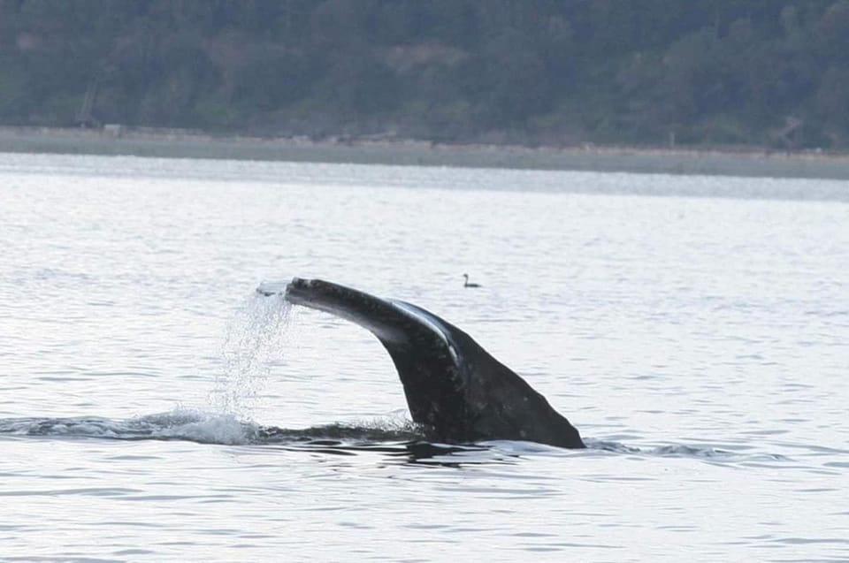 Whale Watching & Mtn ViewsHot TubCovered Deck House in Bells Beach