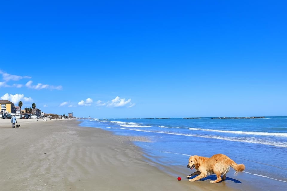Day, Natural landscape, Beach, Pets, Sea view