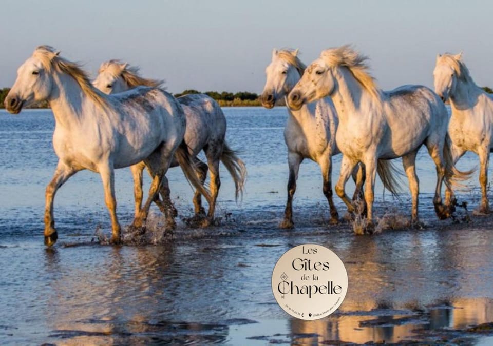 Beach, Animals, Sea view
