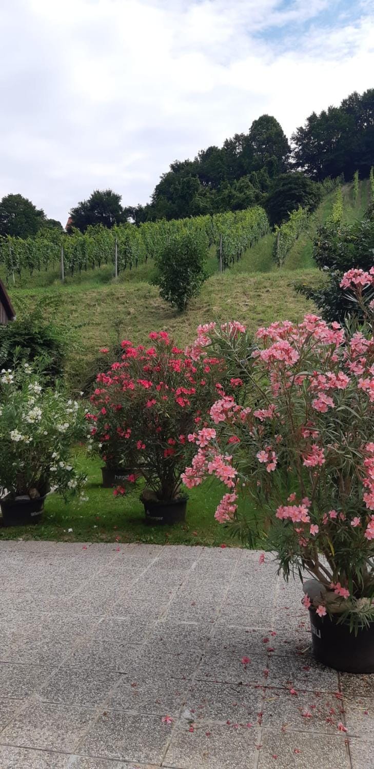 Day, Natural landscape, Garden view