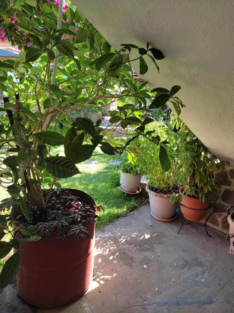 Patio, Garden, Garden view