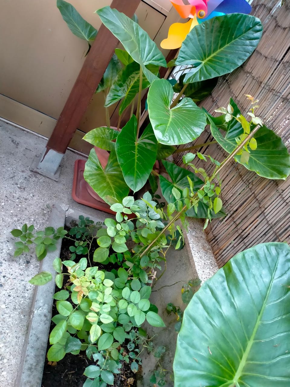 B&blavenza House in Marina di Carrara