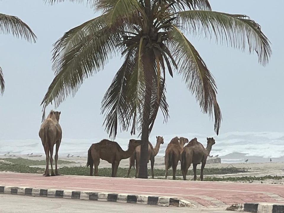 Day, View (from property/room), View (from property/room), Balcony/Terrace, Balcony/Terrace, Beach, Animals, Sea view, Sea view