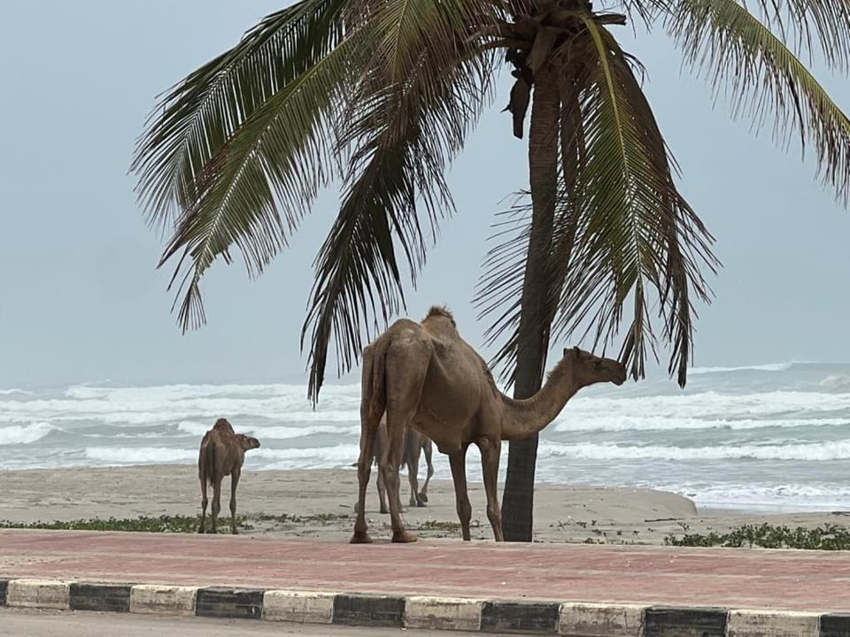Natural landscape, Beach, Animals, Sea view