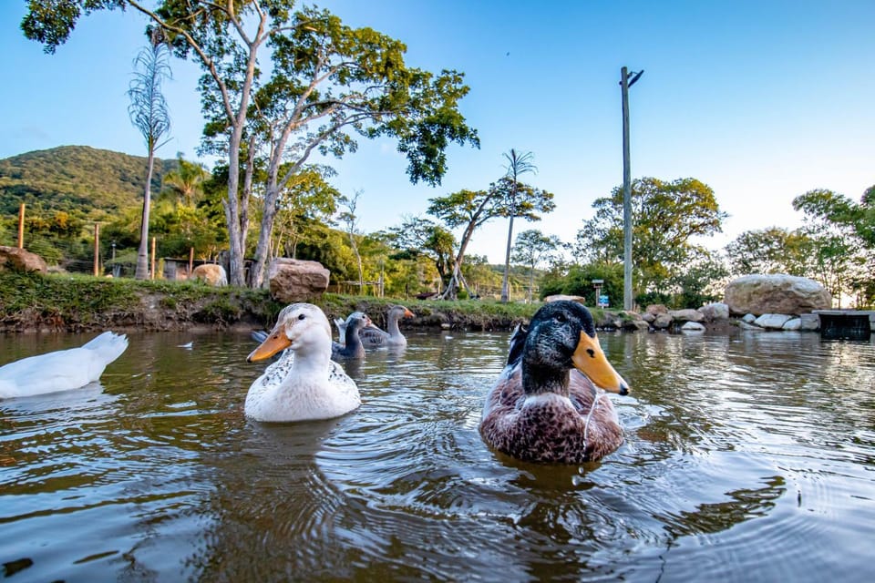 Animals, Lake view
