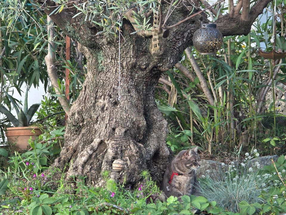 Villa Cokkinis fronte mare con ampio giardino Villa in Varazze