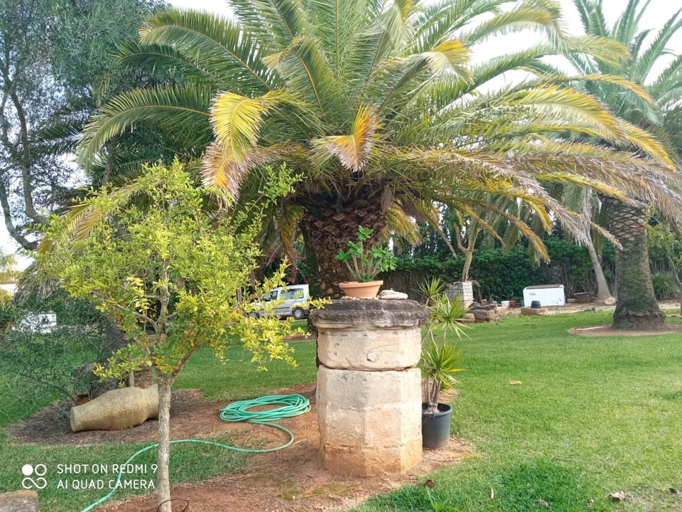 Garden view
