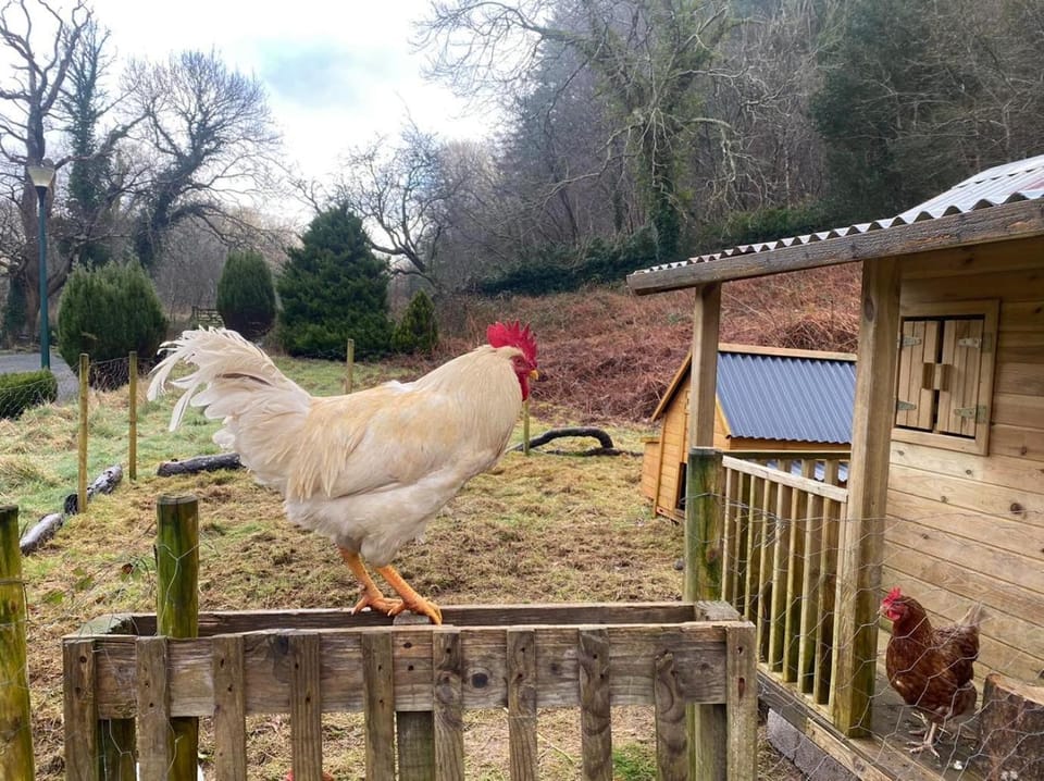 MotoCamp Wales - Lodges Apartment in Dolgellau