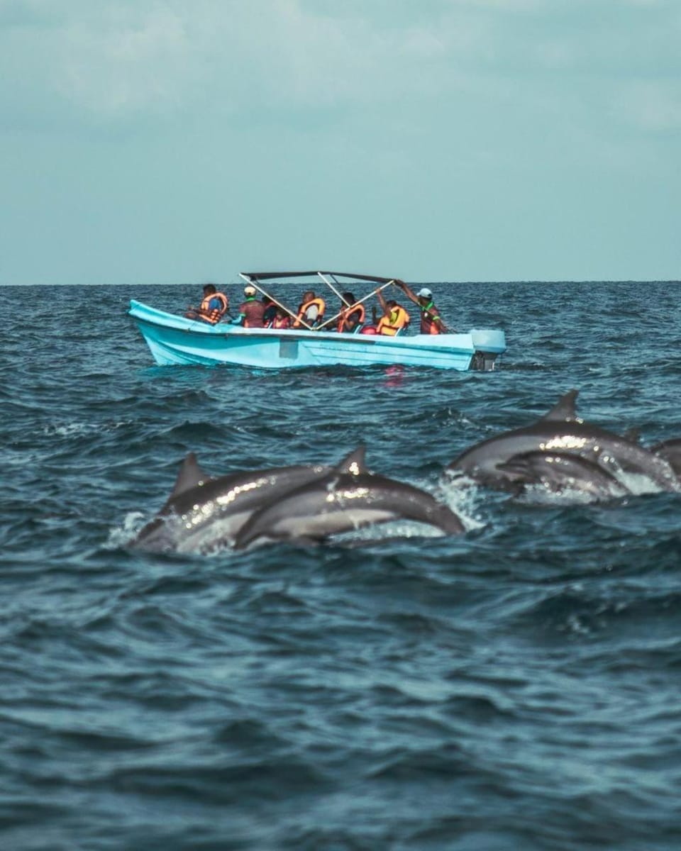 Activities, Animals, group of guests