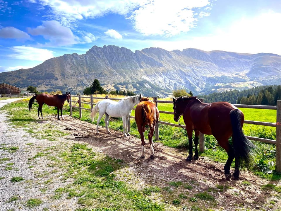 Spring, Off site, Day, Activities, Activities, Winter, Summer, Horse-riding, Horse-riding, Autumn, On site, Seasons, Time of day, Location, Sunrise, children, acessibility