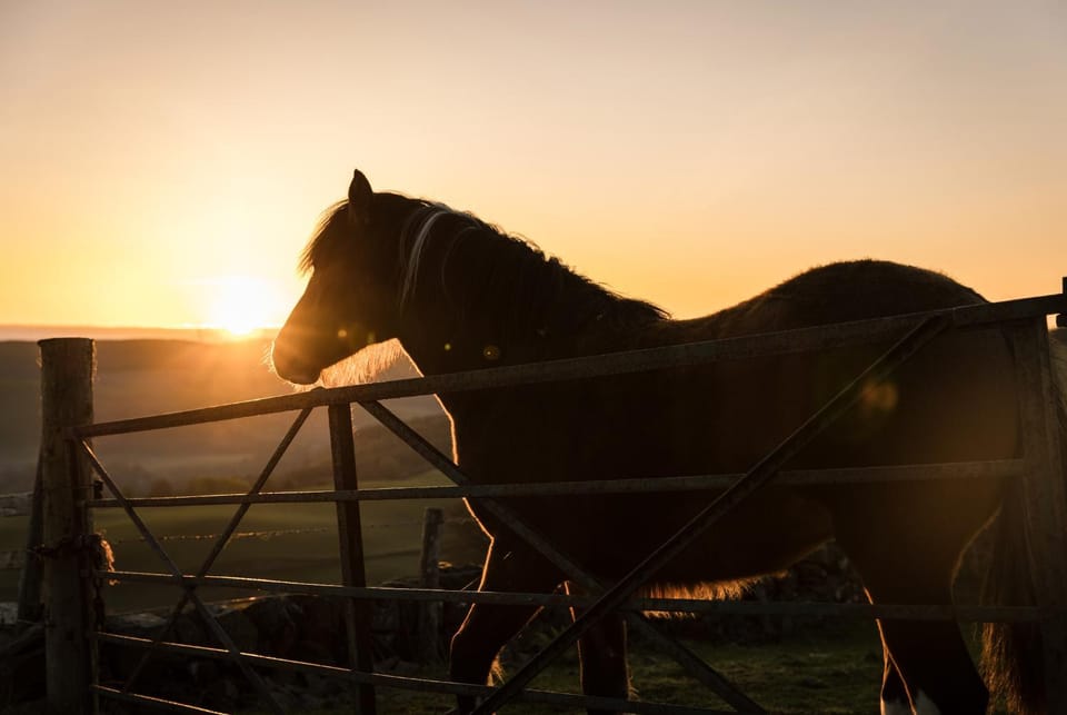 Horse-riding, Animals, Sunset