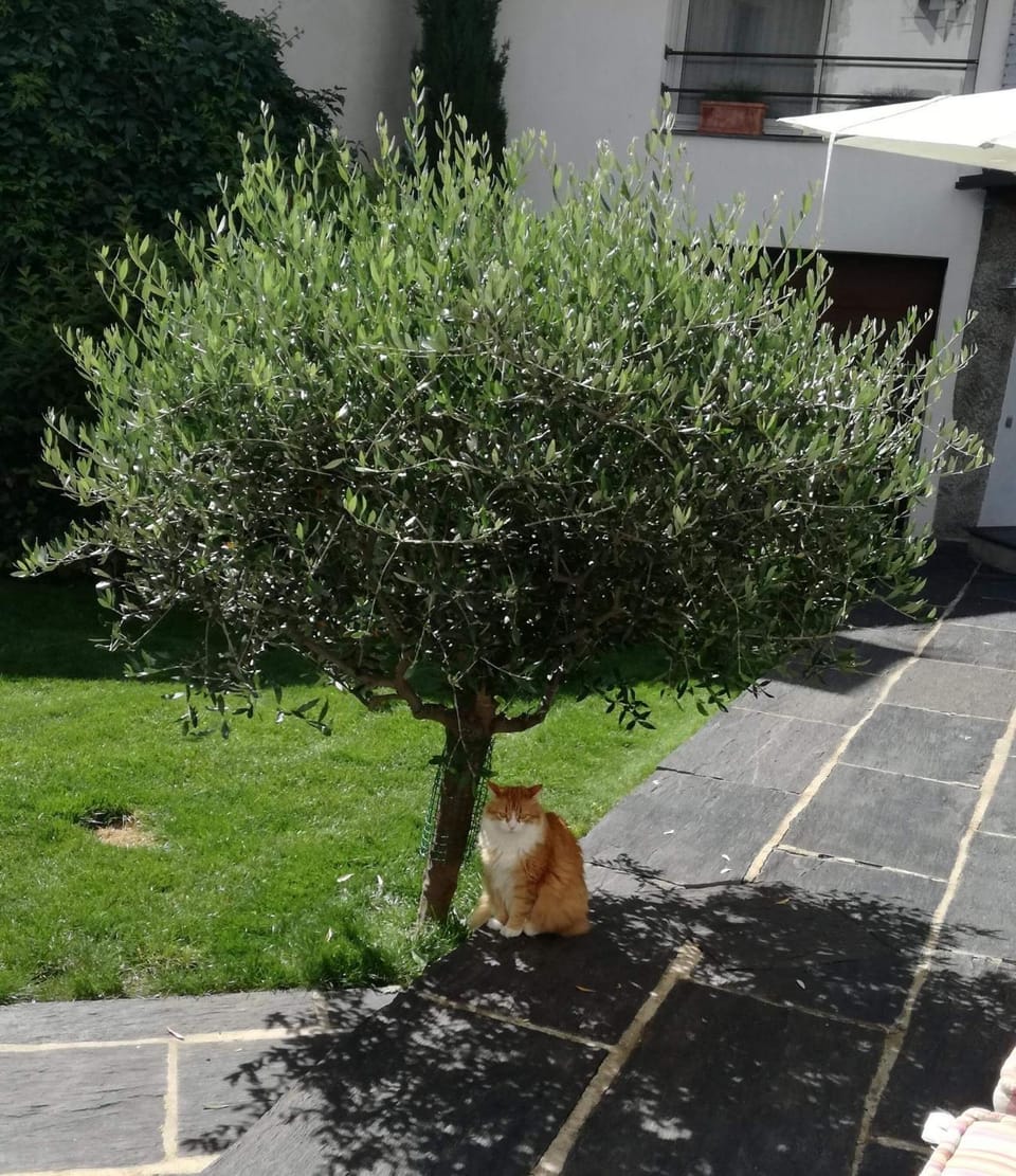 Pets, Garden view