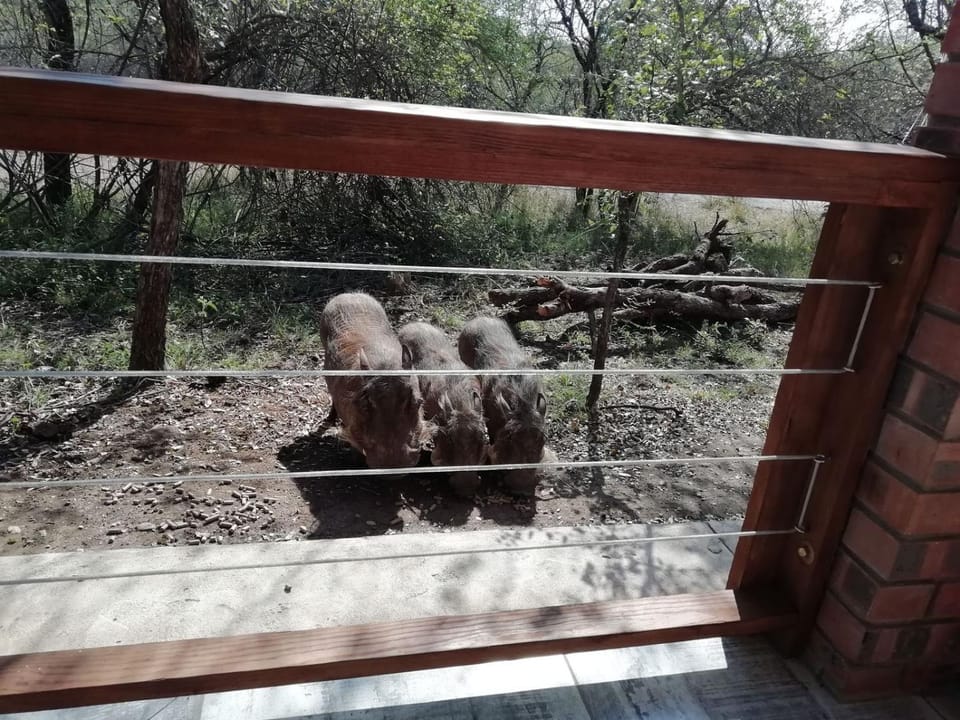 Animals
