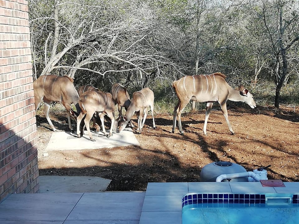 Animals