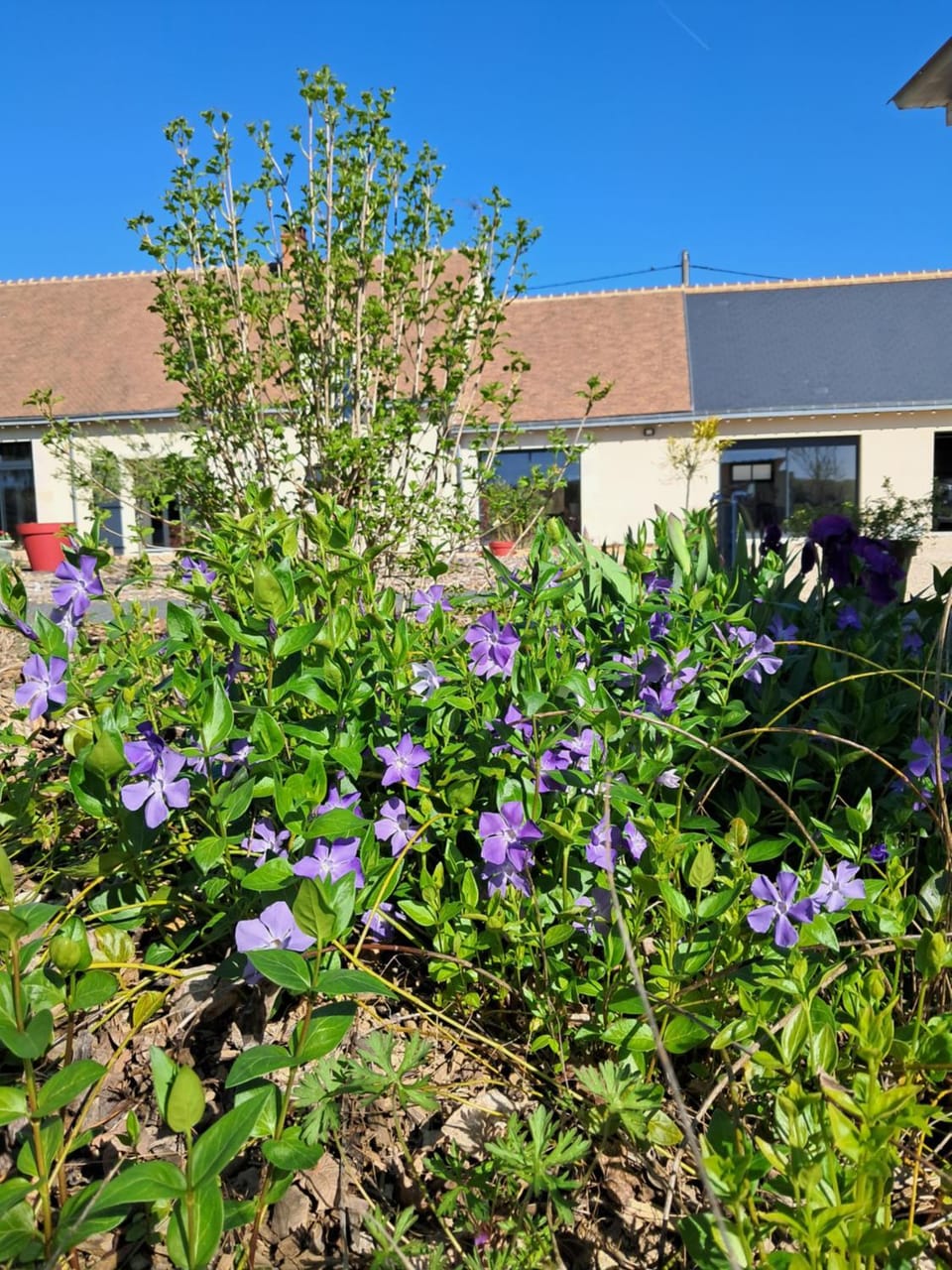Au Ginkgo Bed and Breakfast in Centre-Val de Loire