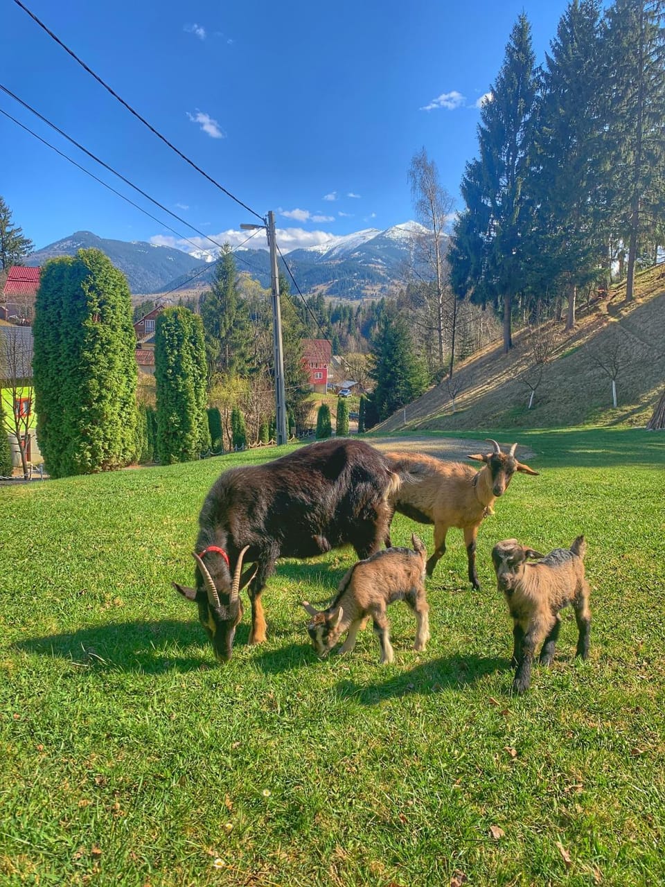 Garden, Animals, Pets