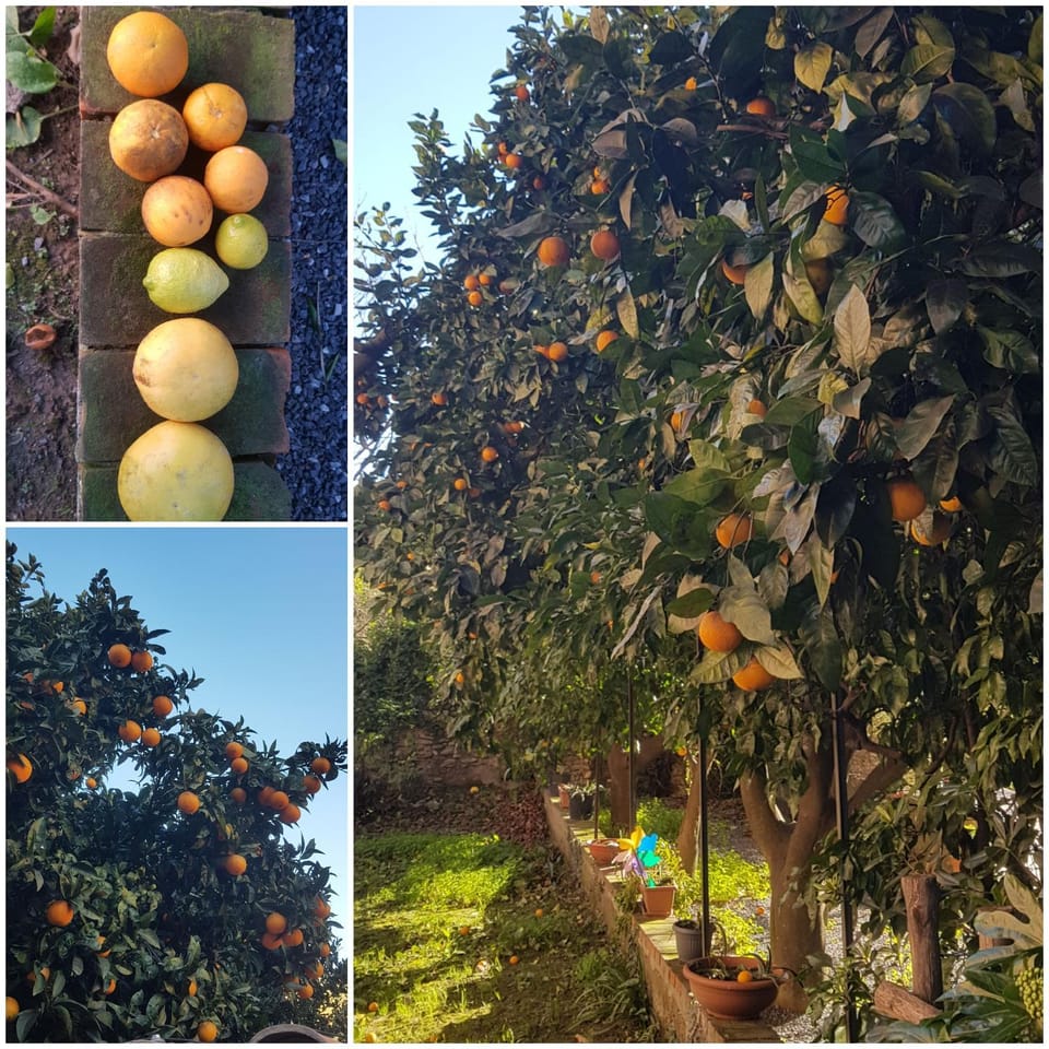 Natural landscape, Garden, Garden view