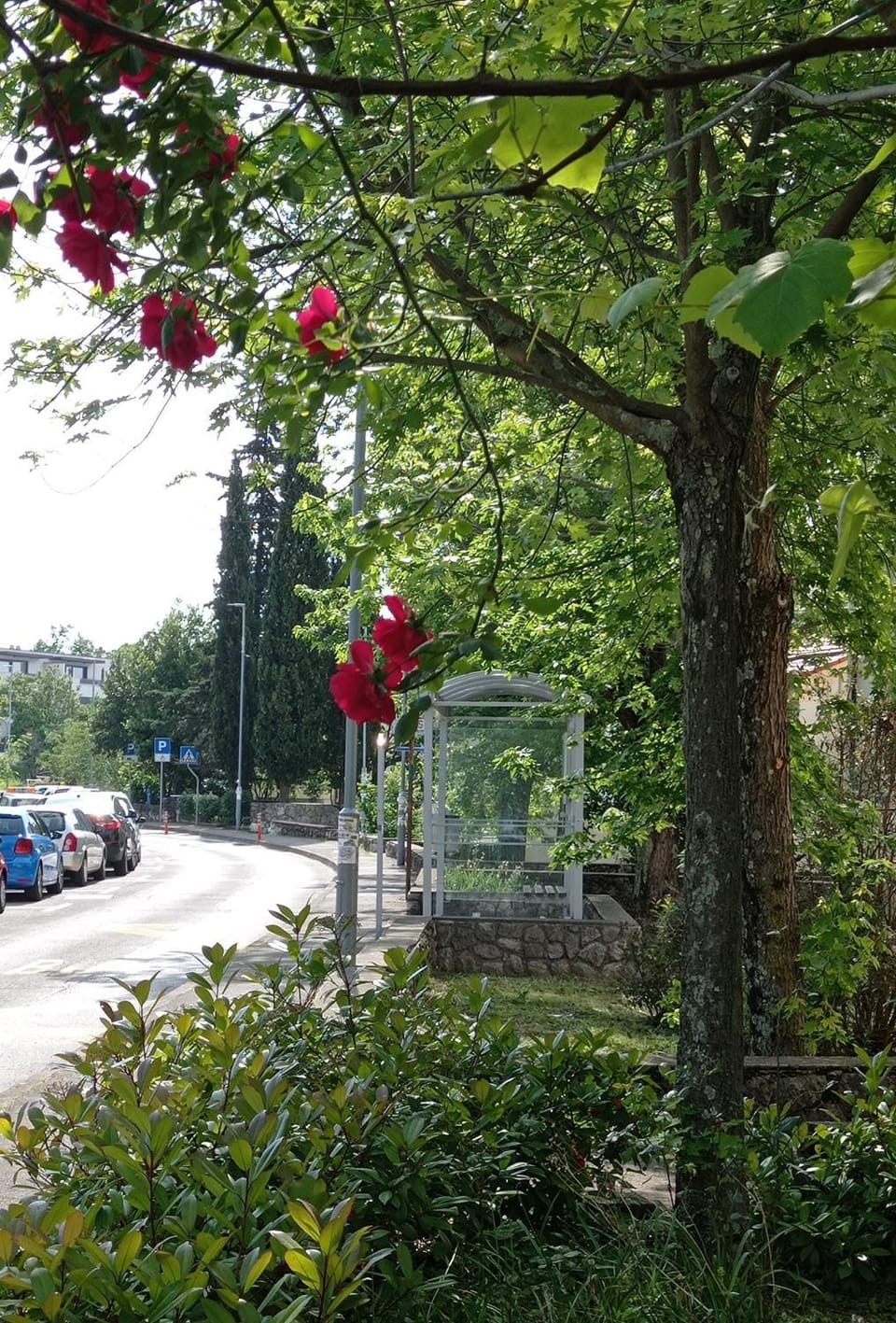 Spring, Neighbourhood, Parking