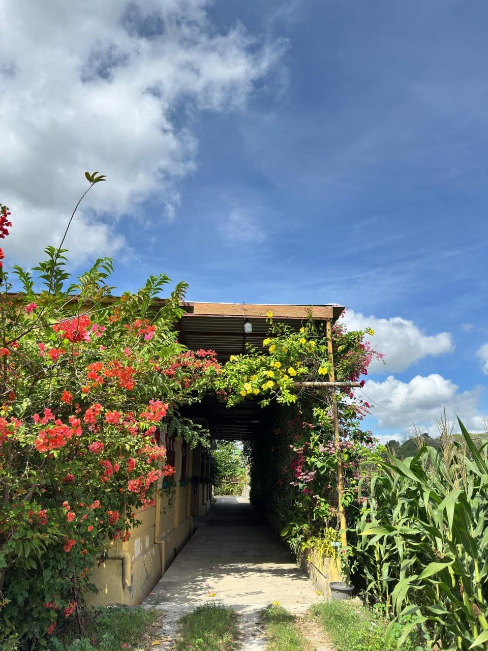 Day, Garden, Garden, Garden view