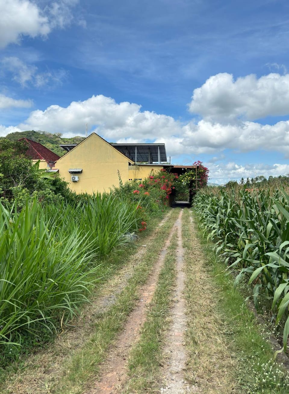 Day, Natural landscape, Garden, Garden