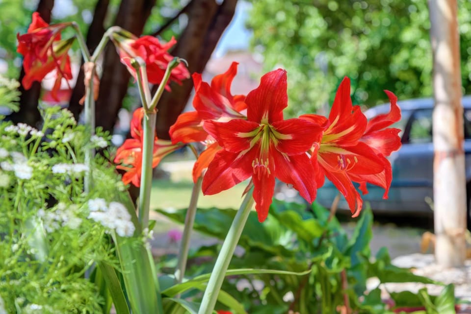Spring, Garden, Garden view