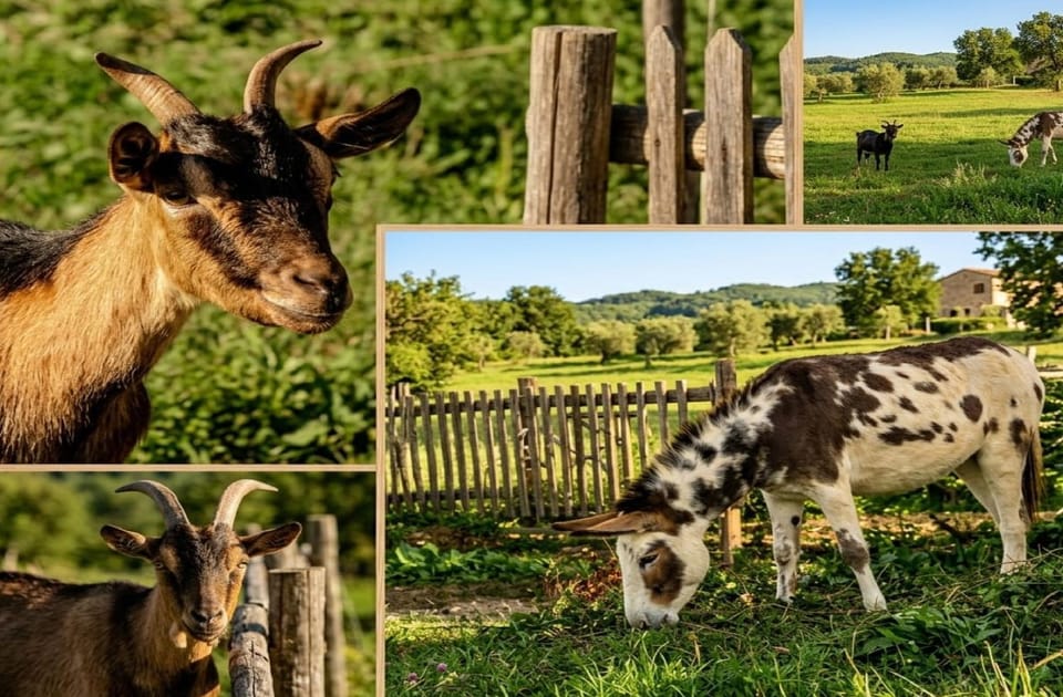 LE CERQUE Bed and Breakfast in Umbria