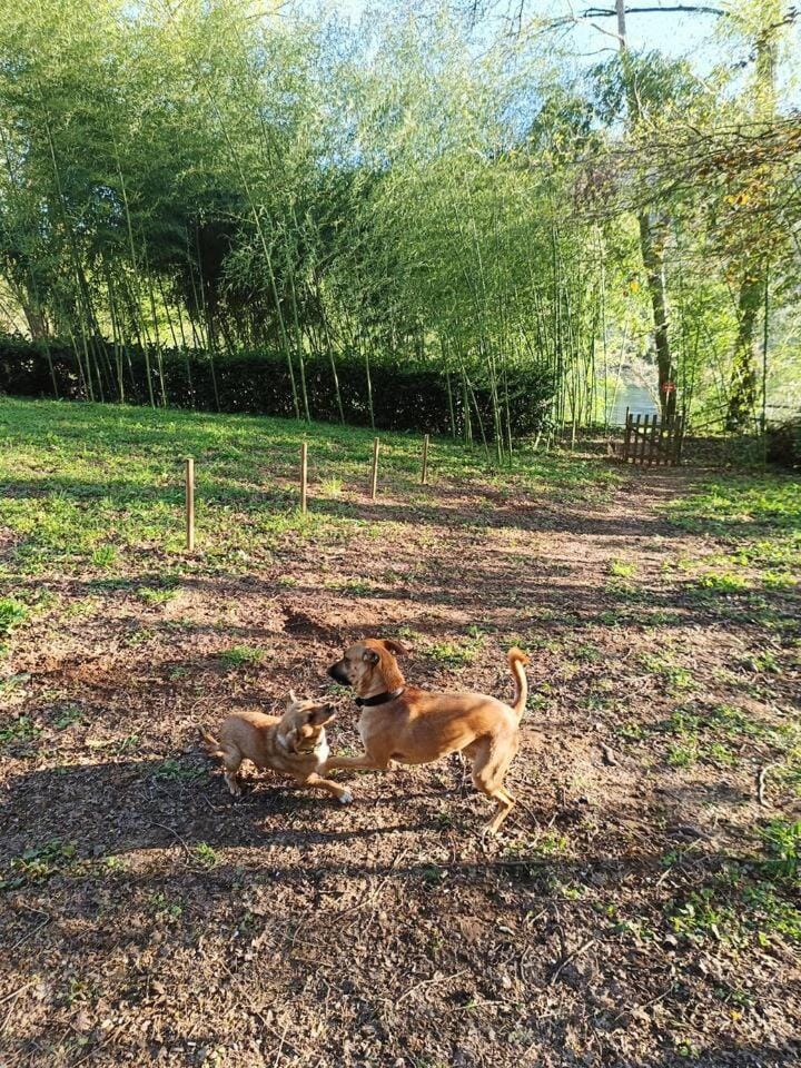Property building, Animals, Pets