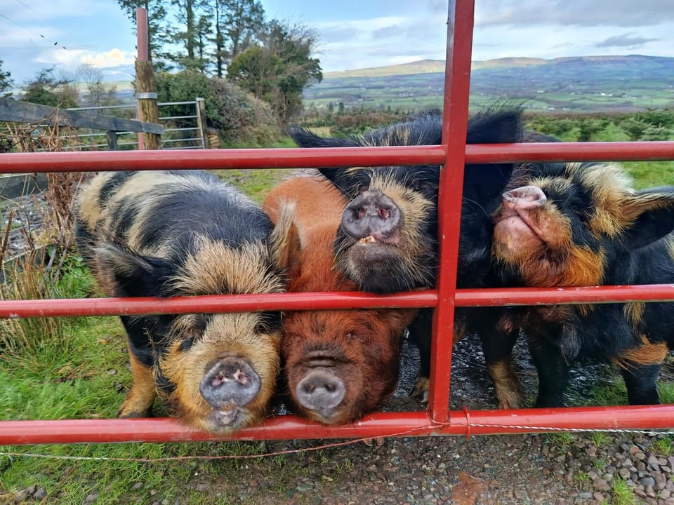Animals