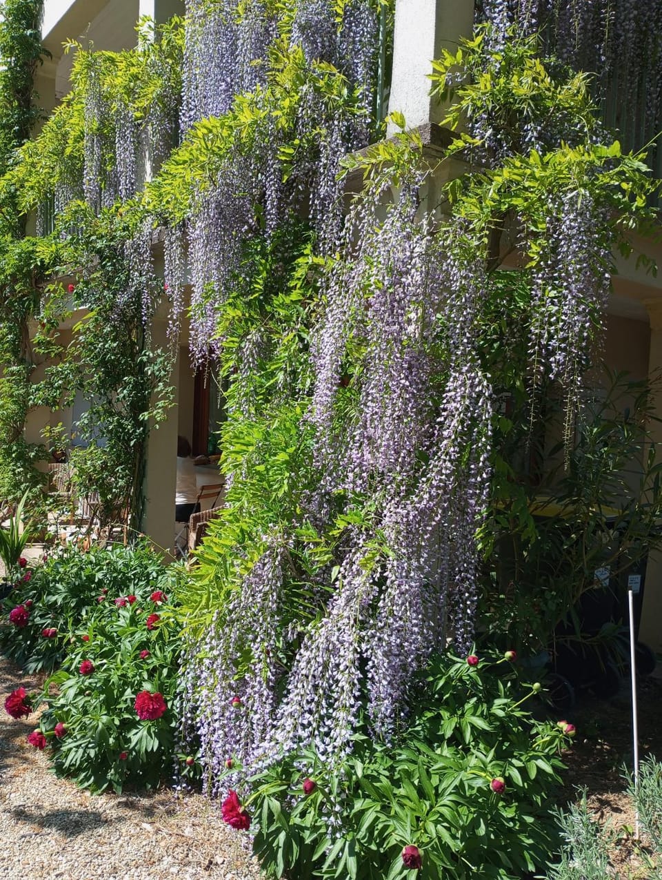 Garden view