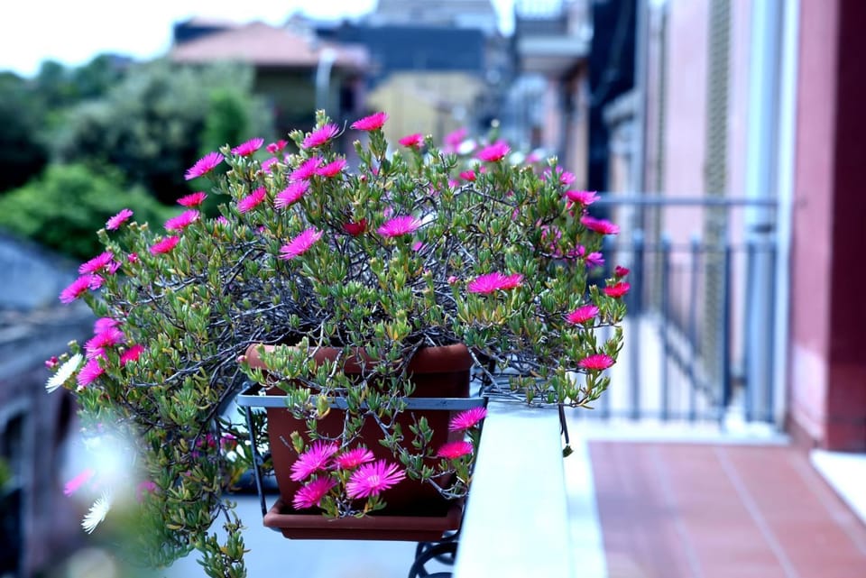 Garden, Balcony/Terrace
