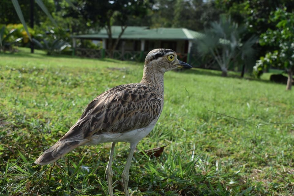 Natural landscape, Animals