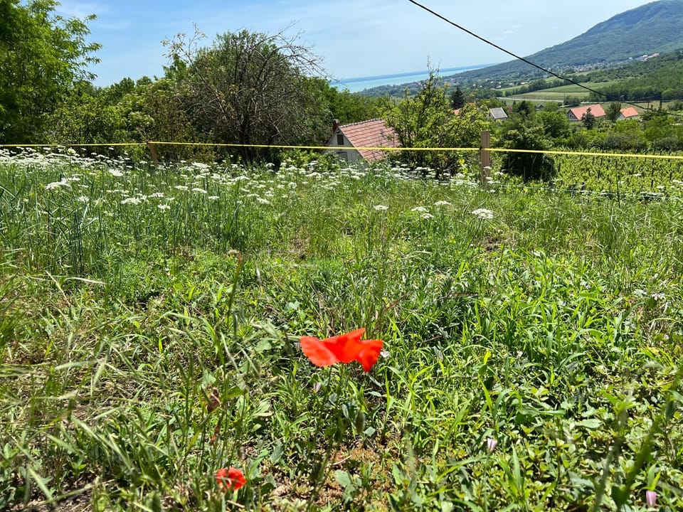 Natural landscape, Garden