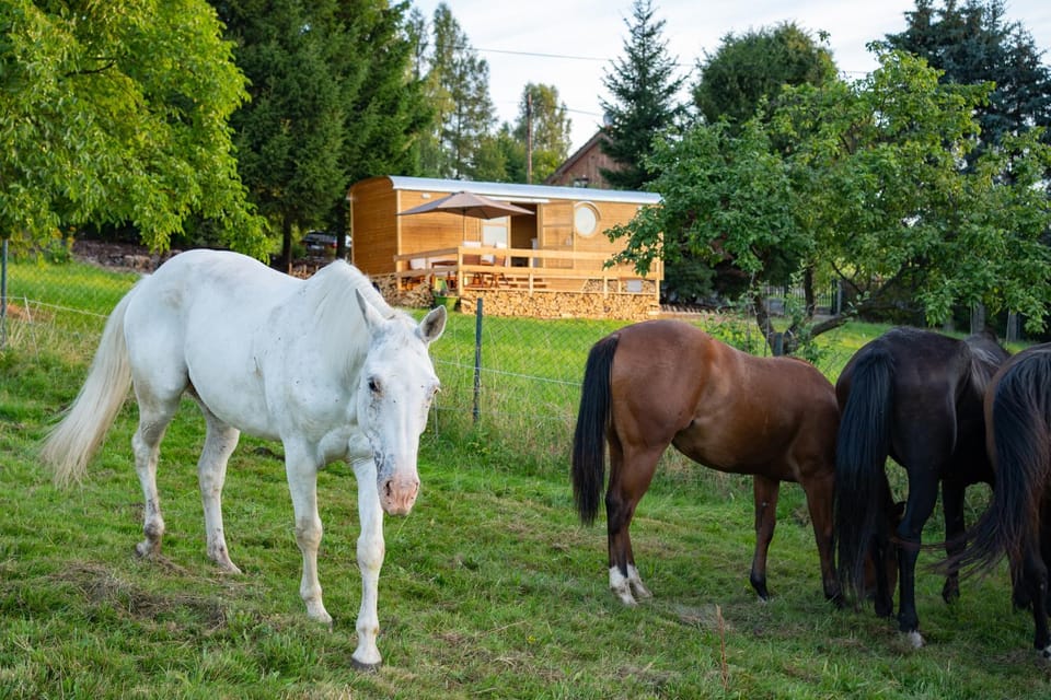 Animals, Pets