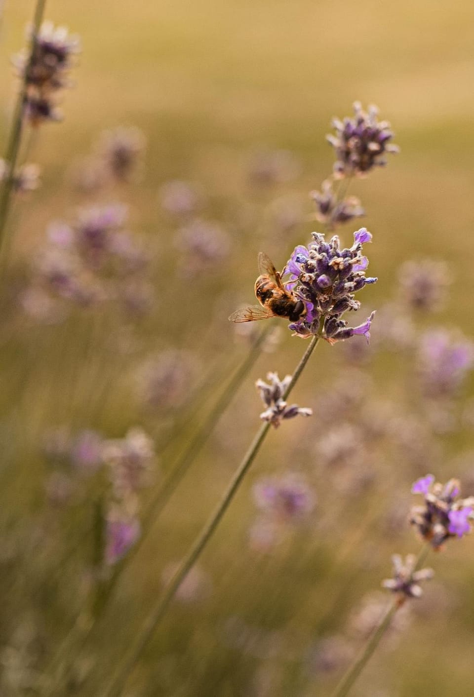 Natural landscape, Garden, Animals, Garden view