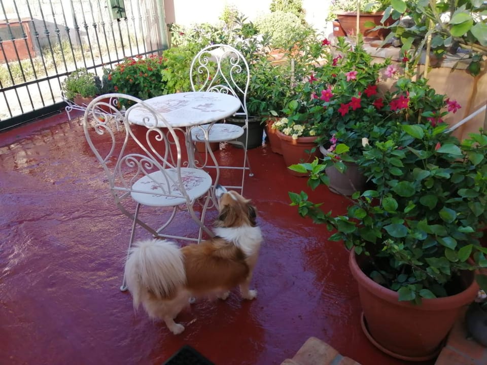 Patio, Day, Pets