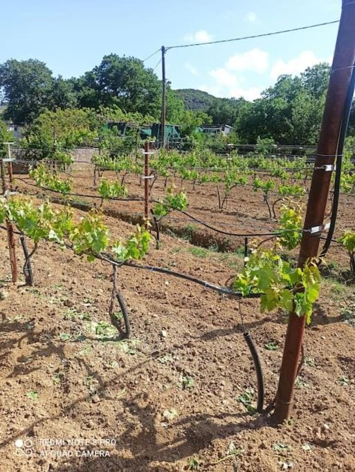 Vineyard of Valta House in Euboea