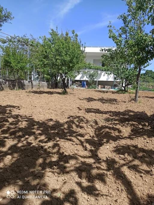 Vineyard of Valta House in Euboea