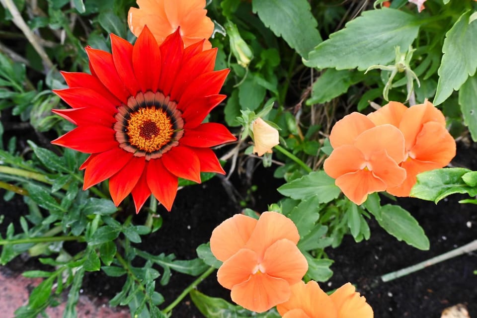 Spring, Day, Garden, Garden view