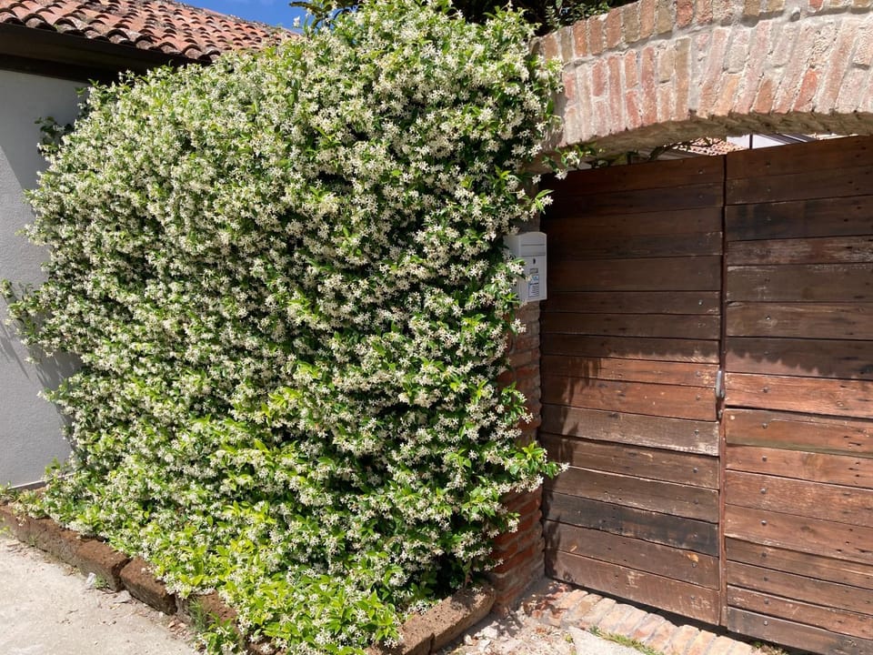 Garden, Garden view