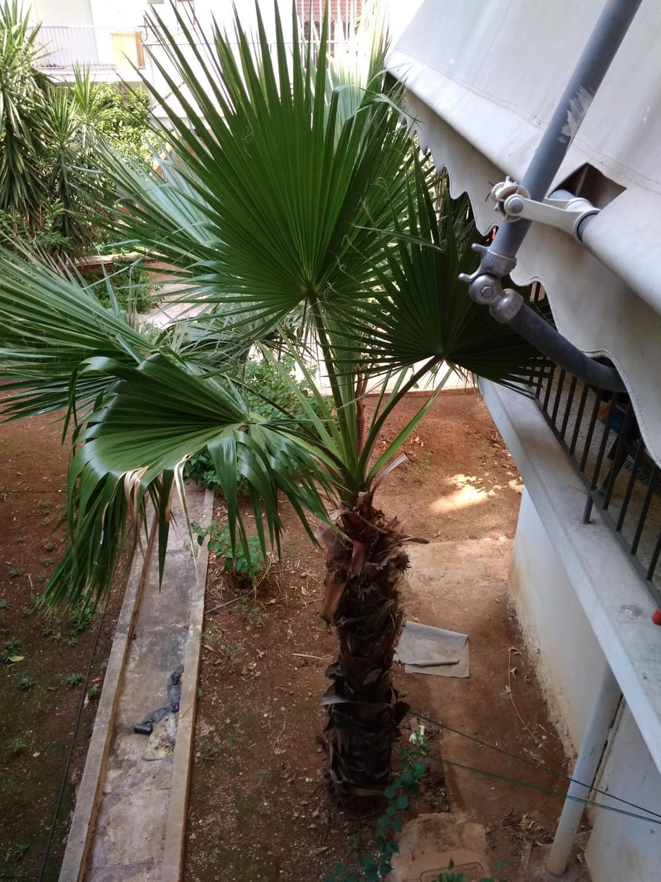 Patio, Day, Garden, Garden view