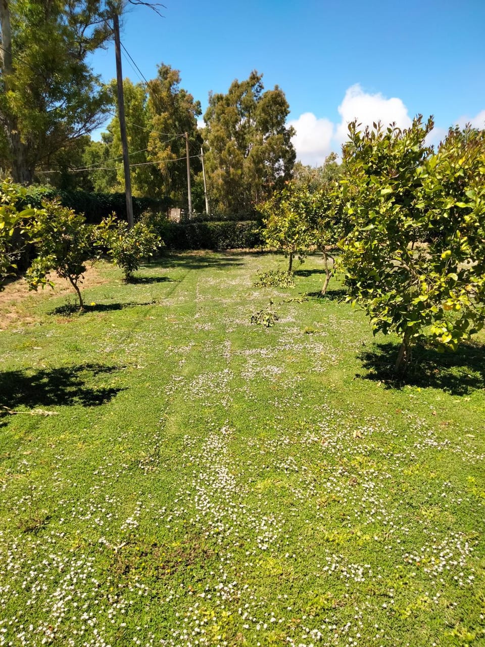 Property building, Garden