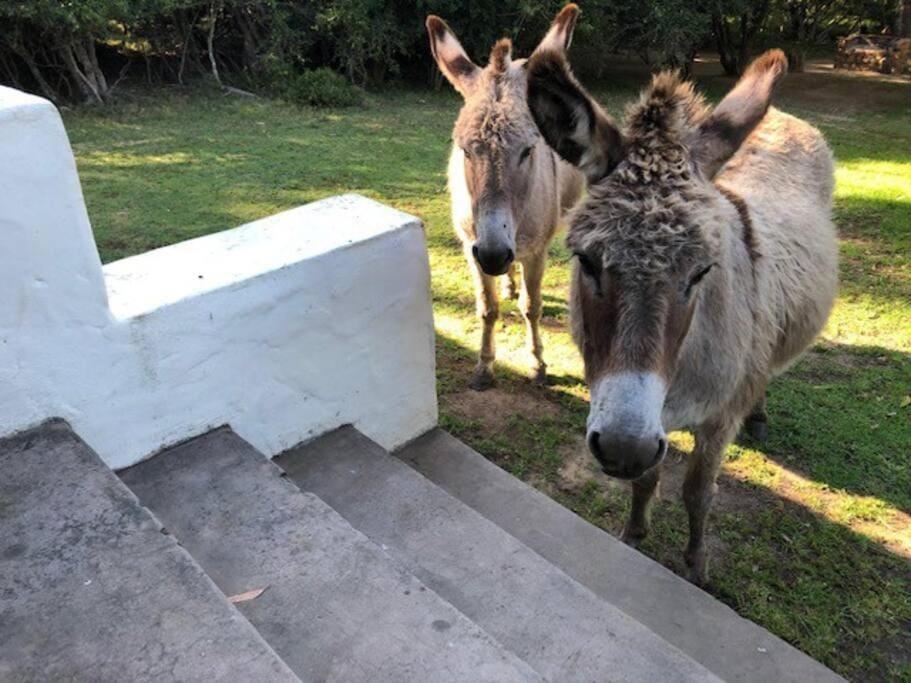Animals